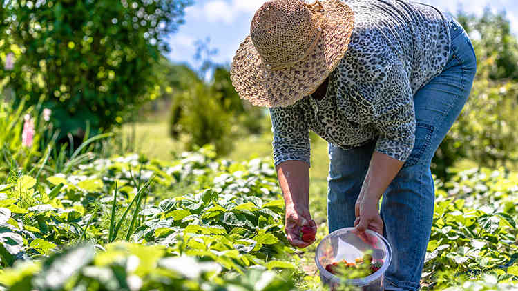 Pesquisa defende que autonomia da mulher camponesa passa pelo fortalecimento da agroecologia