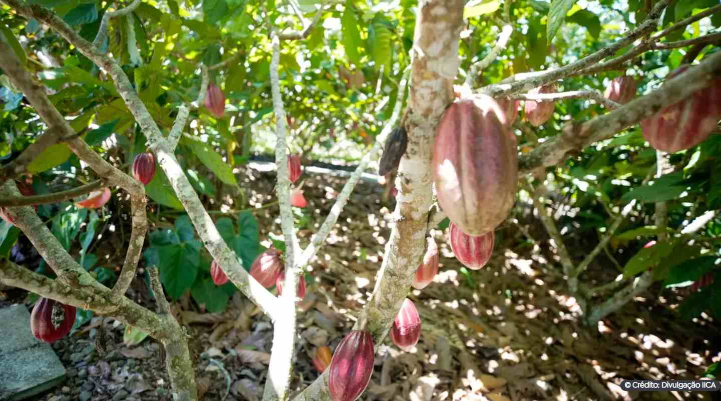 Produtoras de café e cacau contam como lidam com mudanças climáticas